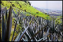 Agaves and pictures of landscape. Cozumel Island, Mexico