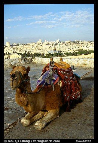 Camel with town skyline in the background. Jerusalem, Israel (color)