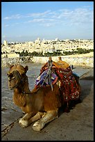 Camel with town skyline in the background. Jerusalem, Israel