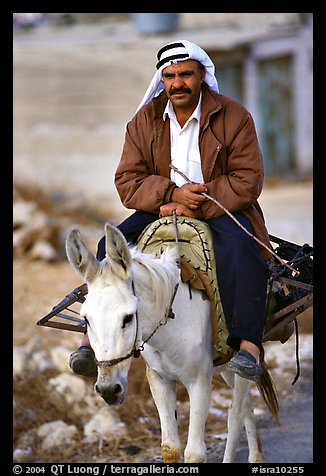Arab man riding a donkey, Hebron. West Bank, Occupied Territories (Israel) (color)