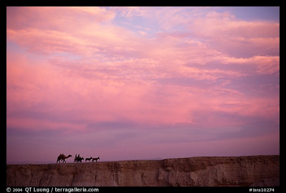 Men riding donkeys leading a camel at sunset, Judean Desert. West Bank, Occupied Territories (Israel) (color)