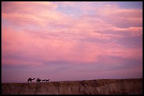 Men riding donkeys leading a camel at sunset, Judean Desert. West Bank, Occupied Territories (Israel) ( color)