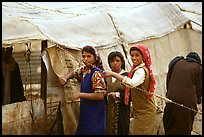 Bedouin women rearranging a tent's cover, Judean Desert. West Bank, Occupied Territories (Israel) ( color)