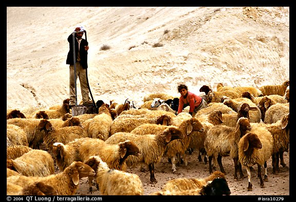 Man and girl feeding water to a hard of sheep, Judean Desert. West Bank, Occupied Territories (Israel)