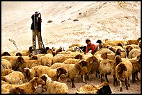 Man and girl feeding water to a hard of sheep, Judean Desert. West Bank, Occupied Territories (Israel)