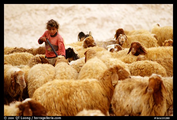 Bedouin girl feeding water to a hard of sheep, Judean Desert. West Bank, Occupied Territories (Israel) (color)