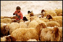 Bedouin girl feeding water to a hard of sheep, Judean Desert. West Bank, Occupied Territories (Israel)