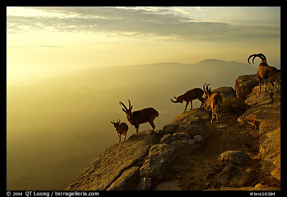 Mountain ibex on the rim of Wadi Ruman  Crater, sunrise. Negev Desert, Israel