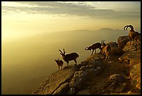 Mountain ibex on the rim of Wadi Ruman  Crater, sunrise. Negev Desert, Israel (color)