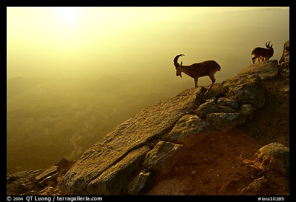 Mountain ibex on the rim of Maktesh Ramon Crater, sunrise. Negev Desert, Israel