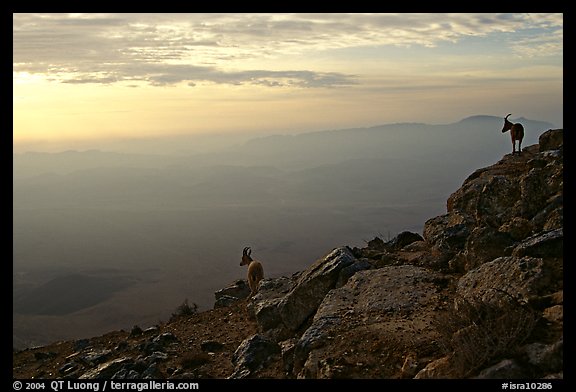 Ibex on the rim of Wadi Ruman (Maktesh Ramon) Crater, sunrise. Negev Desert, Israel (color)