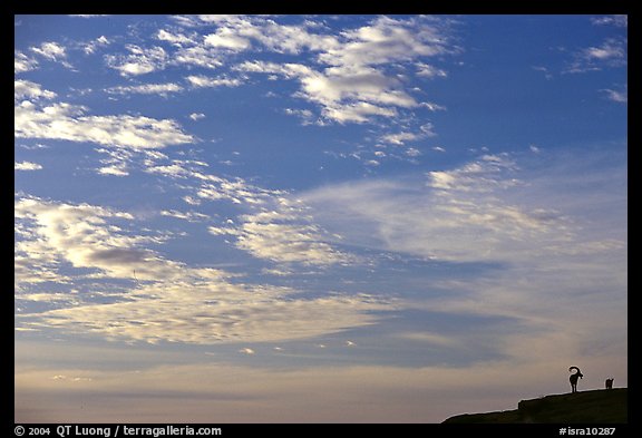 Clouds and Ibex, Maktesh Ramon (Wadi Ruman) Crater. Negev Desert, Israel