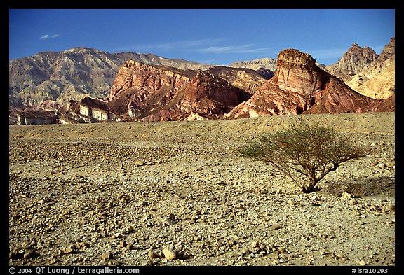 Bush and colorful cliffs. Negev Desert, Israel