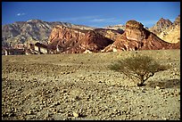 Bush and colorful cliffs. Negev Desert, Israel ( color)