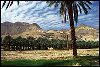 Camel and Oasis. Israel