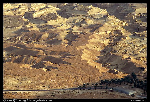 Desert and palm trees. Israel (color)