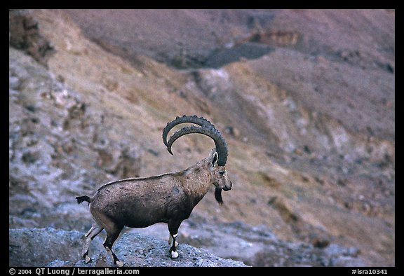 Ibex, Ramon crater. Negev Desert, Israel (color)