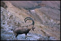 Ibex, Ramon crater. Negev Desert, Israel