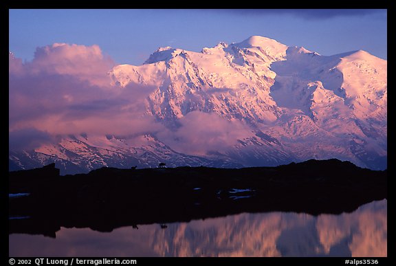 Mountain goats  in the Aiguilles Rouges and Mont-Blanc range at sunset, Alps, France.