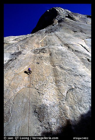 Jugging back to Sickle. Only 34 pitches to go !. El Capitan, Yosemite, California (color)