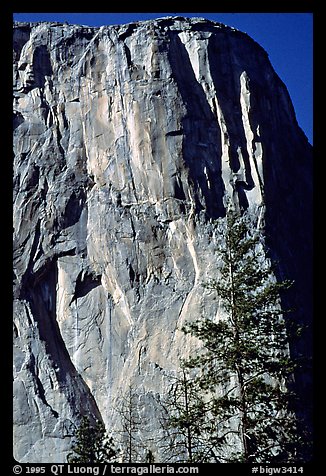 The first part of the route (common with the Triple direct) is reminiscent of the Nose : free climbing and clean aid. The harder aid begins on the traverse just below the Shield, which is the convex part left of the Nose. El Capitan, Yosemite, California (color)