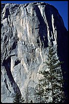 The first part of the route (common with the Triple direct) is reminiscent of the Nose : free climbing and clean aid. The harder aid begins on the traverse just below the Shield, which is the convex part left of the Nose. El Capitan, Yosemite, California (color)