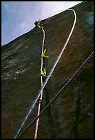Leading the next pitch, a thin crack in the middle of nowhere. El Capitan, Yosemite, California (color)