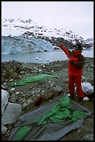 Setting up a tent in front of Lamplugh Glacier. Glacier Bay National Park, Alaska (color)