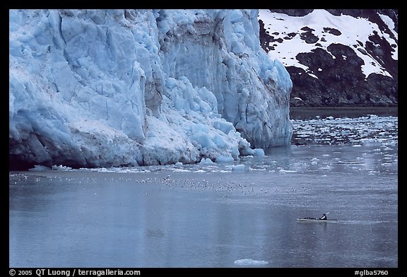 Kayaker dwarfed by the front of Lamplugh Glacier. Glacier Bay National Park, Alaska