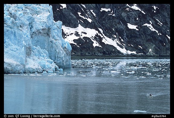 Kayaker paddling away from Lamplugh Glacier. Glacier Bay National Park, Alaska (color)