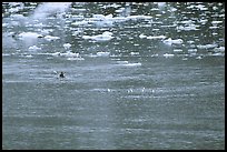 Kayaker paddling amongst icebergs. Glacier Bay National Park, Alaska (color)