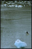 Kayaker and icebergs. Glacier Bay National Park, Alaska