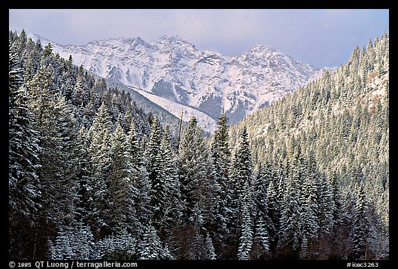 Trees and mountains in winter. Canada (color)