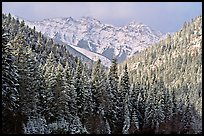 Trees and mountains in winter. Canada