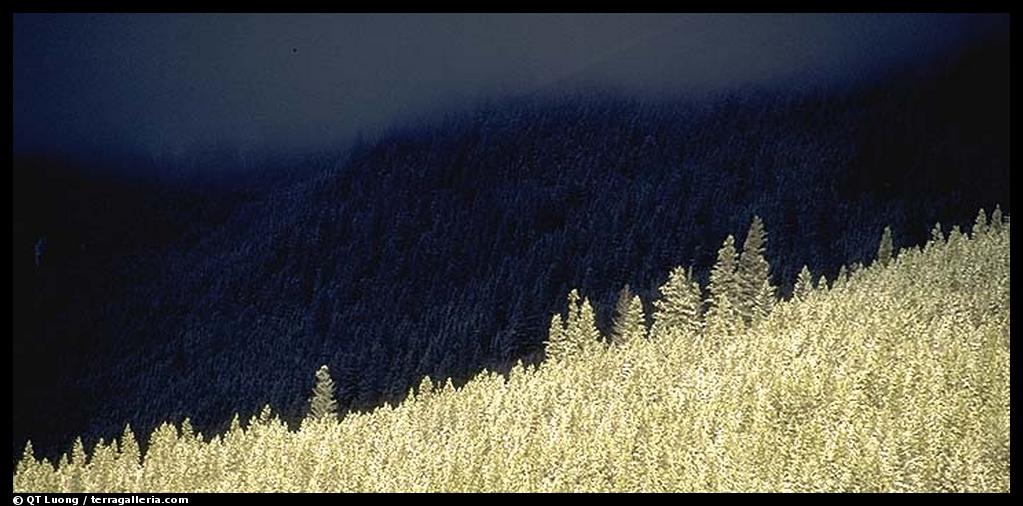 Trees and mountains in winter. Canada