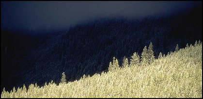 Trees and mountains in winter. Canada