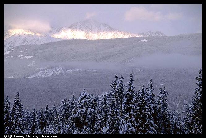 Trees and mountains in winter. Canada