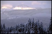 Trees and mountains in winter. Canada ( color)