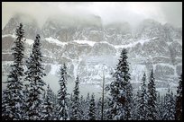 Trees and mountains in winter. Canada