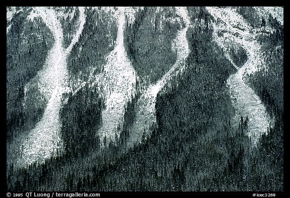 Avalanche gullies. Canada