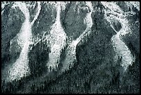 Avalanche gullies. Canada