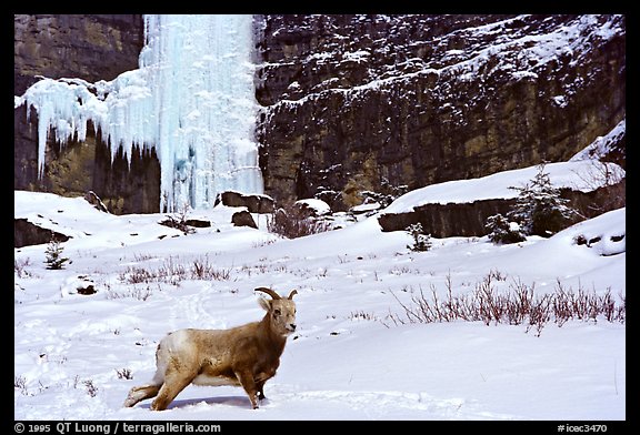 Mountain Goat and Oh le tabernacle !. Canada (color)