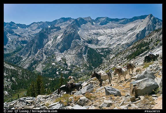 Pack horses on trail above Le Conte Canyon. Kings Canyon National Park, California