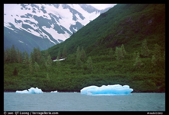 Icebergs in Portage Lake, at sea level. Alaska