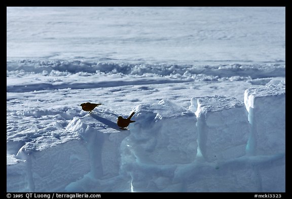 Everything which is left is buried under the snow, to prevent the ravens from destroying your cache. They can rip open a backpack if you don't bury it deep enough. Denali, Alaska