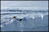 Everything which is left is buried under the snow, to prevent the ravens from destroying your cache. They can rip open a backpack if you don't bury it deep enough. Denali, Alaska ( color)