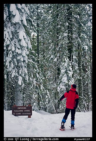 Hiker on snowshoes entering Tuolumne Grove in winter. Yosemite National Park, California