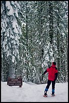 Hiker on snowshoes entering Tuolumne Grove in winter. Yosemite National Park, California