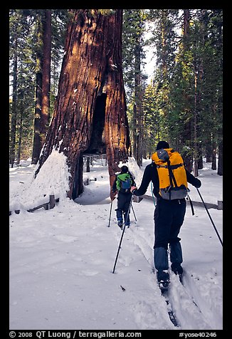 Skiers approaching the California Tunnel Tree, Mariposa Grove. Yosemite National Park, California (color)