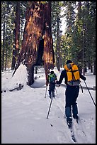 Skiers approaching the California Tunnel Tree, Mariposa Grove. Yosemite National Park, California (color)